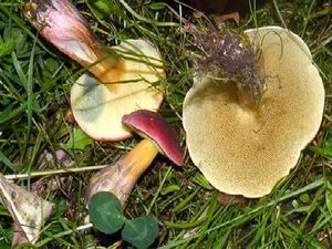Boletus_rubellus