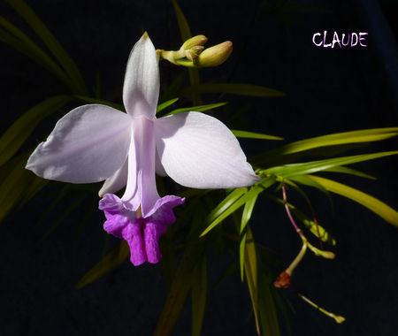 orchid_e_1