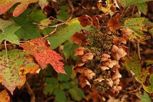 hortensia-feuille-de-chene-automne