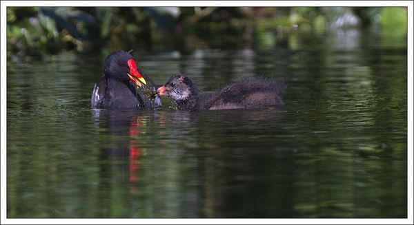 ville lulu poule eau et poussin 3 herbe 210712