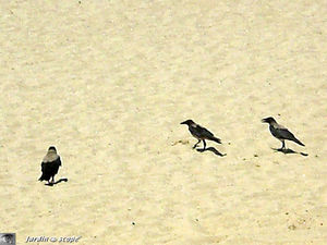 Corneille mantelée • Corvus cornix (Corse)