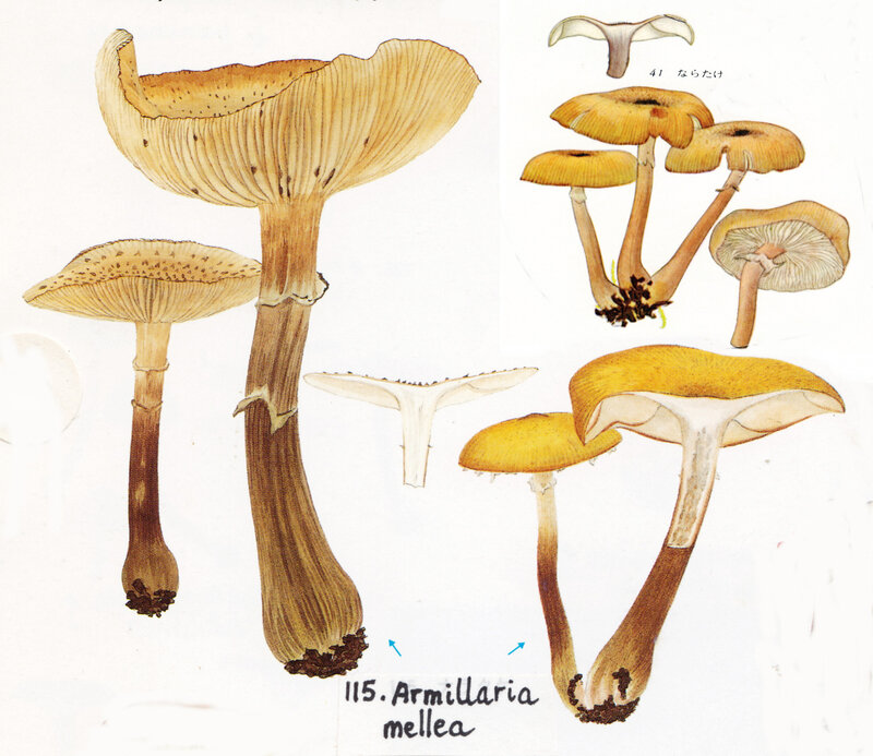 IH1 pl 17 no115 mont x2 7 41Armillaria mellea