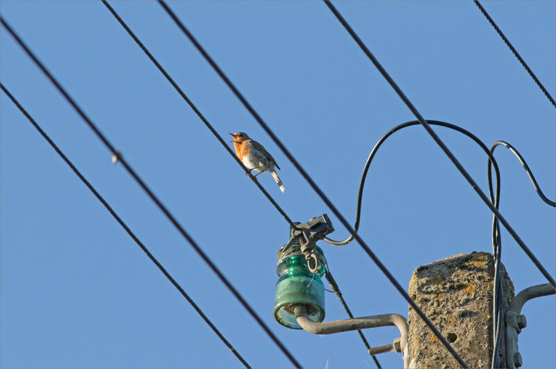 oiseau RG chante fils électriques isolateur 300520