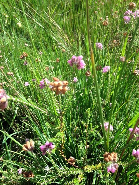 Bruyère des marais - Erica tetralix