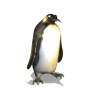a + pingouin