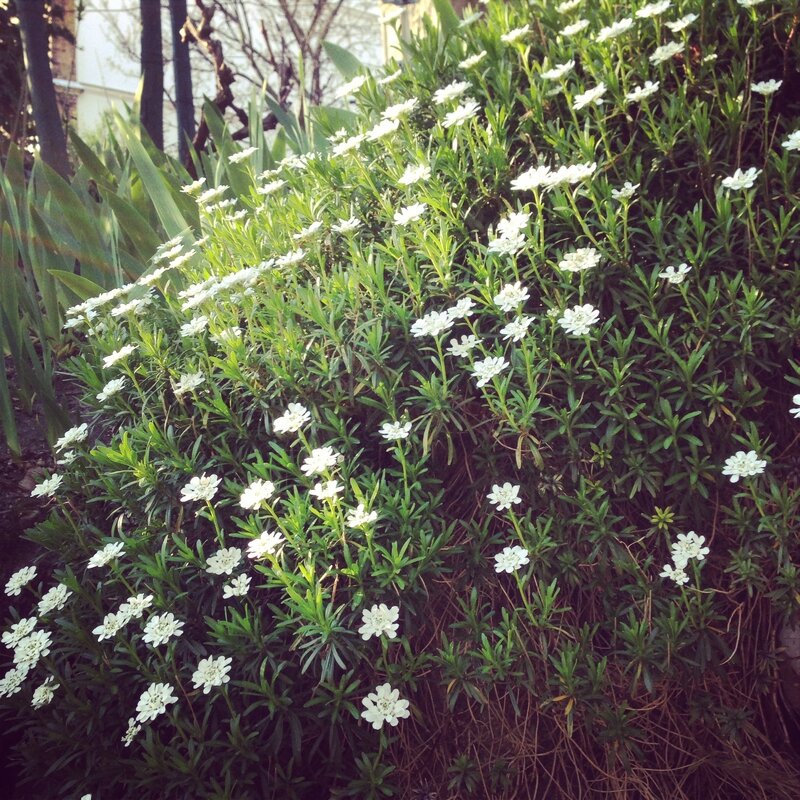 Comme une petite fleur
