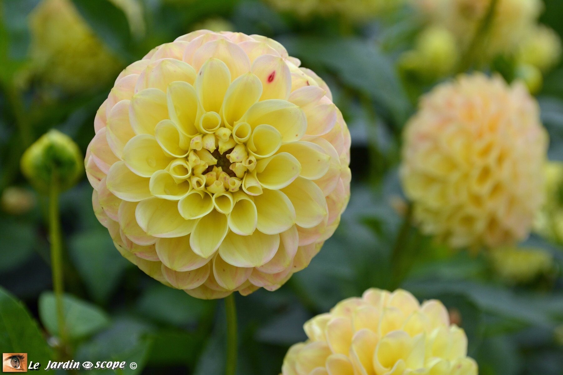 Dahlia-Santal