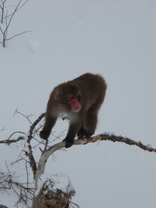 Macaques_Japonais__4_