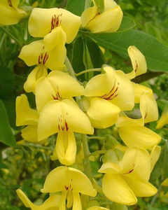 LABURNUM