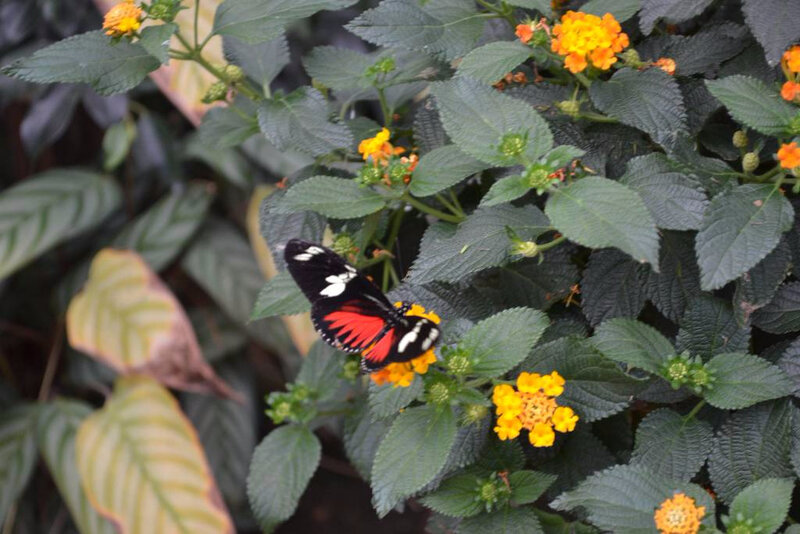 hunawihr papillon cigogne (76)