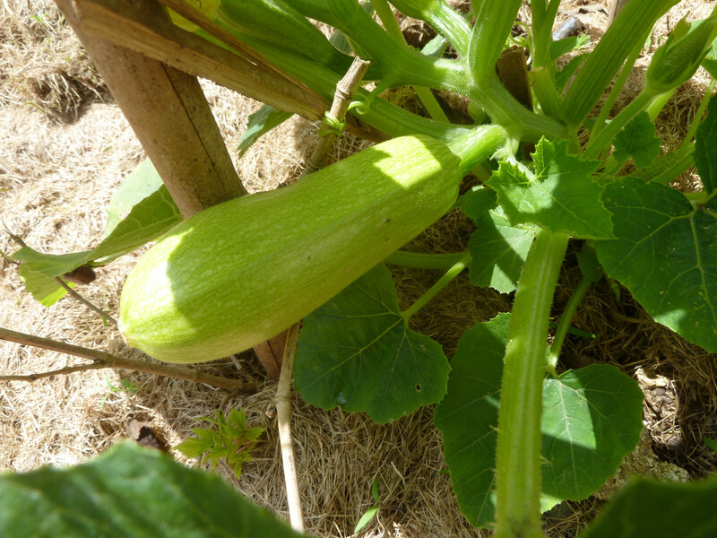 23-courgettes (2)