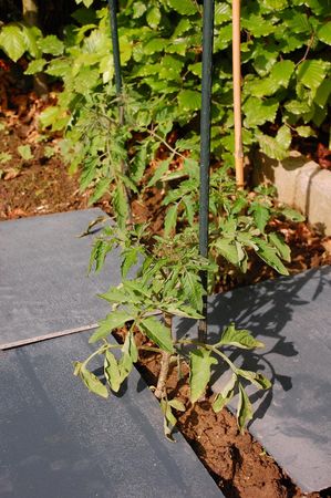 jardin_06
