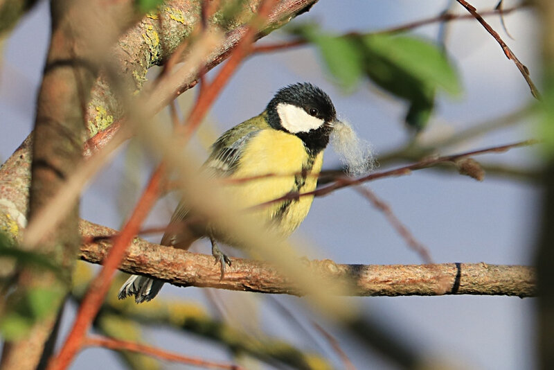 mésange charbonnière