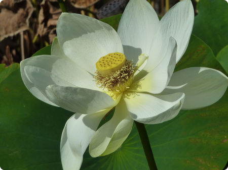 lotus