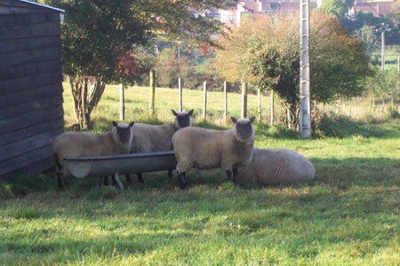 les_voisins_moutons