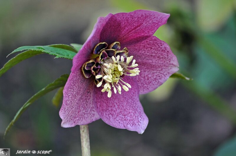 Hellebore orientale • Helleborus orientalis