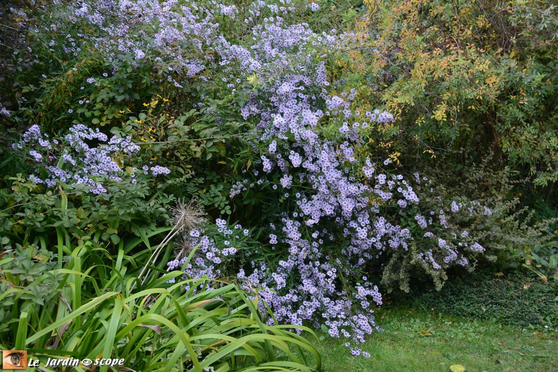 Aster sp. bleu pâle