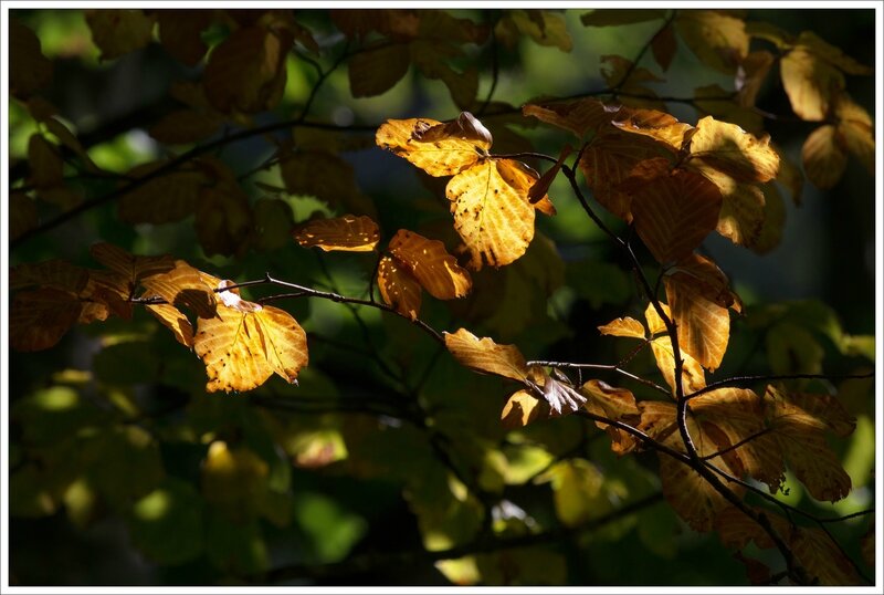 Anisclo 250815 58 feuilles automne