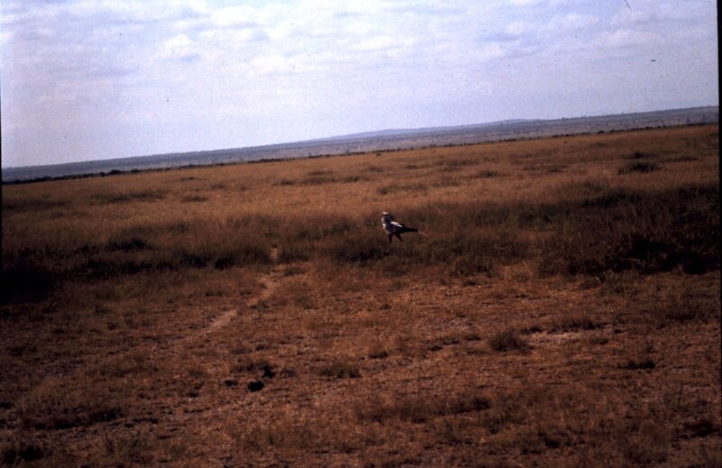 amboseli oiseaux h