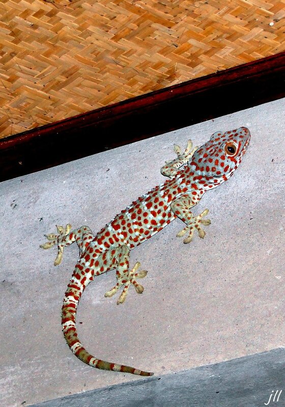 DSC05602 gecko