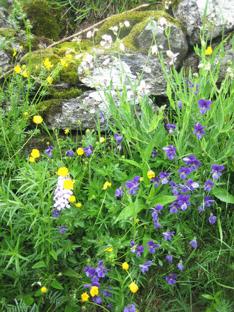 Transhumance_Aubrac_fleurs