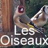 LES_OISEAUX_DE_NOS_PARCS_ET_JARDINS