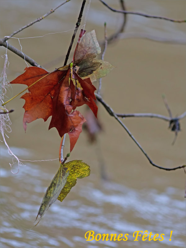 Crue branche feuille jaune pêche voeux111223