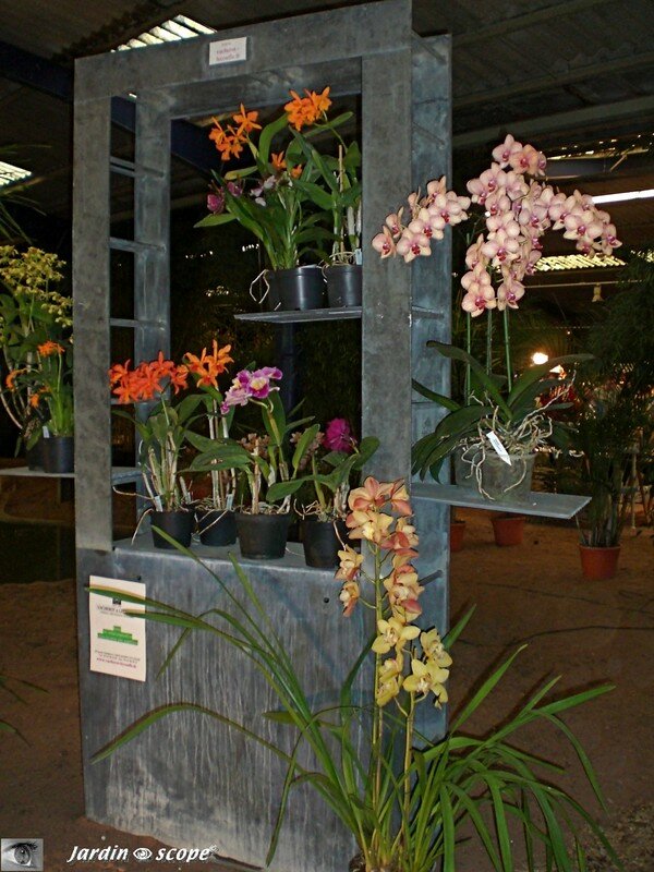 Orchiflore 2008 - Hall des expositions Parc floral de la Source à Orléans