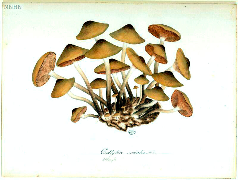 55 Collybia socialis (Armillaria tabescens) b