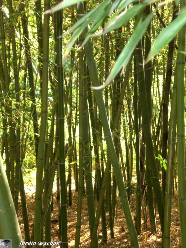Bambouseraie du Parc