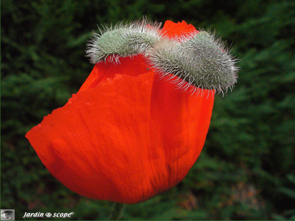 Papaver Orientalis Rouge