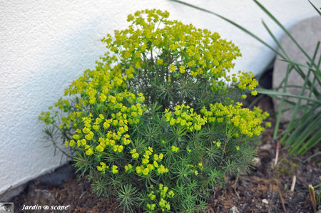 Euphorbia_cyparissias