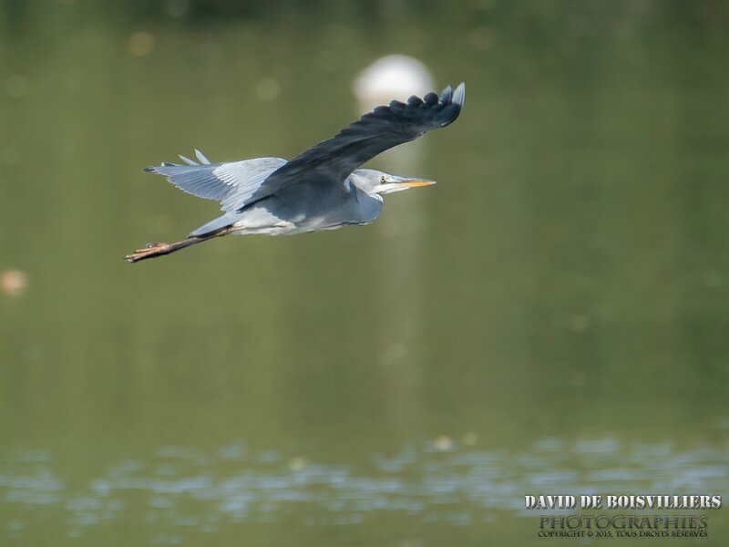 Héron cendré (Ardea cinerea) 