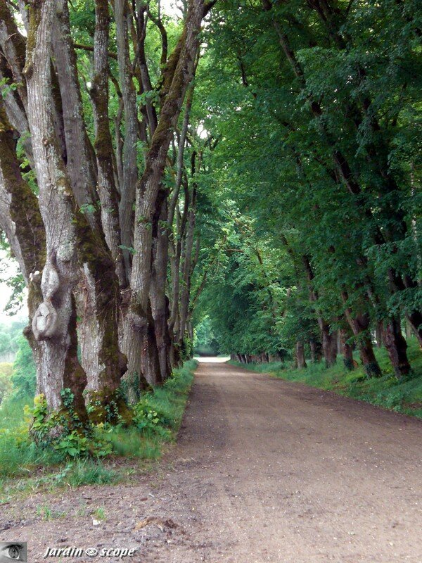 Allée des tilleuls plantés aux alentours de 1770