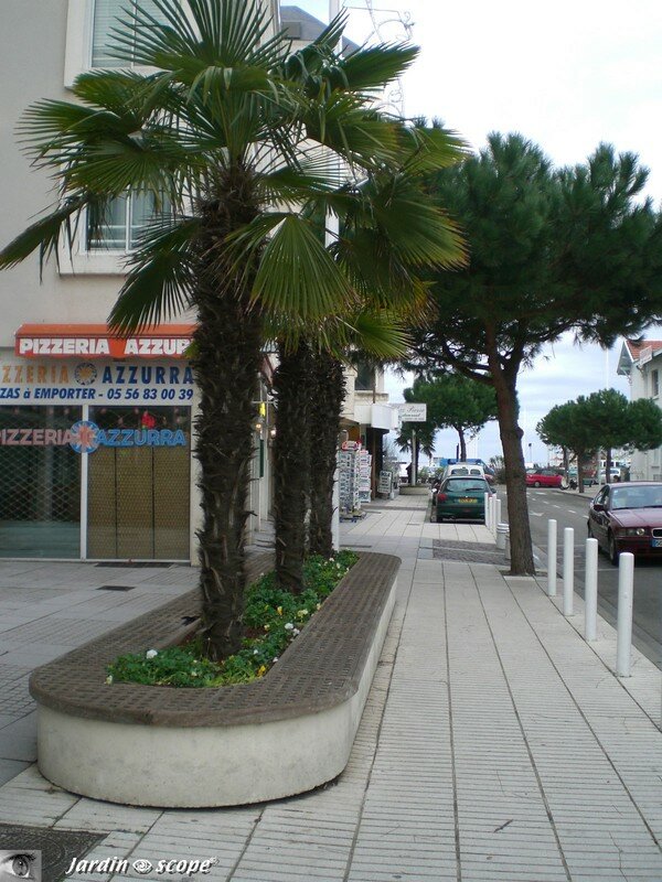 Banc ovale en Arcachon (33)
