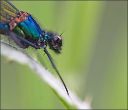 QM_calopterix_eclatant_libell_oeil_240410