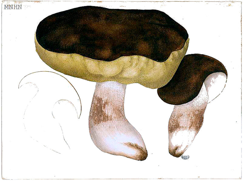 34 Boletus edulis 7bre 1891 Jean-Henri FABRE