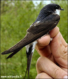 hirondelle_fenetre