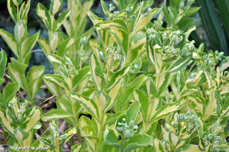 Sedum_Spectabilis_Variegata