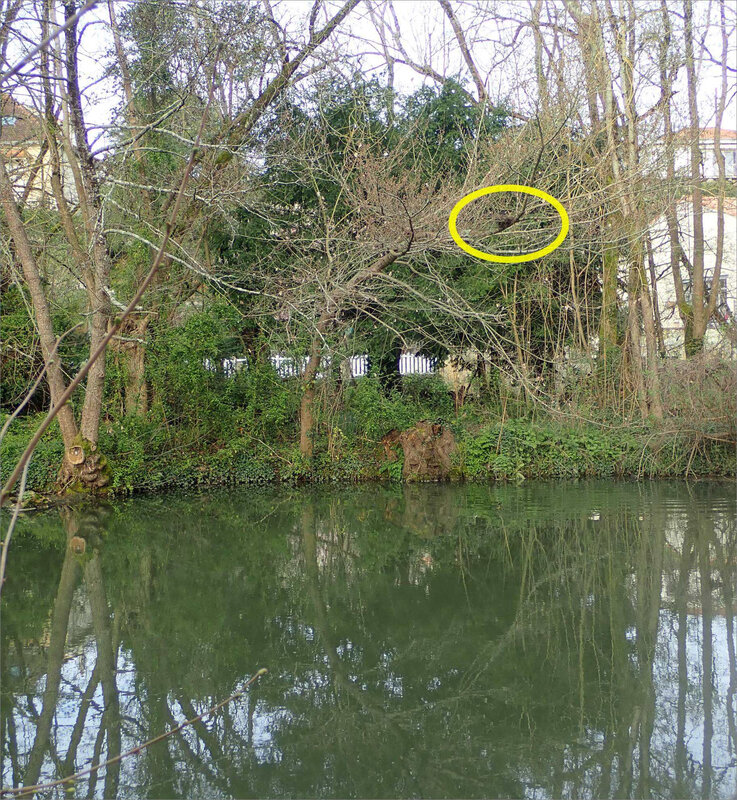 oiseau poule eau nid hauteur 130319