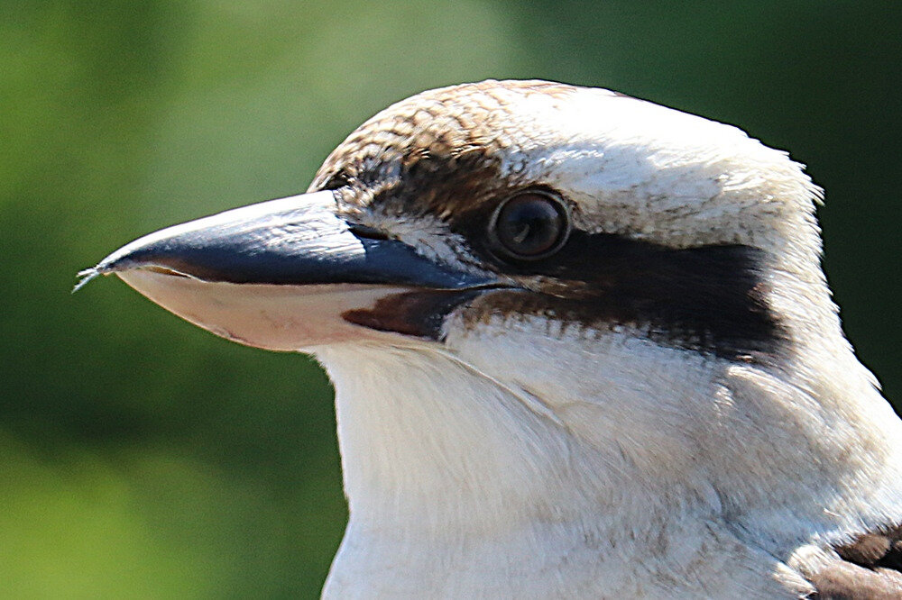 Kookaburra ou Martin chasseur g ant La faune au fil des randos