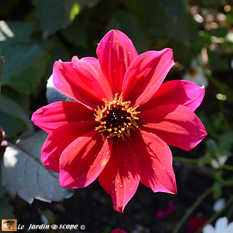 N17-Prix-dahlias-nains-2