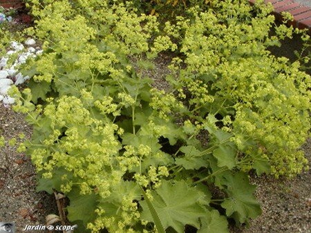 Alchemille en fleurs