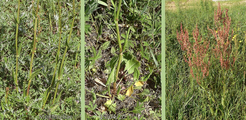 tige dressée simple ou rameuse au sommet feuilles inf 7-15 cm de long longuement pétiolées