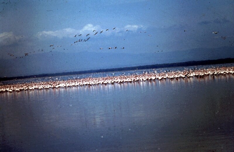 nakuru flamand b