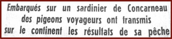 titre article pigeon