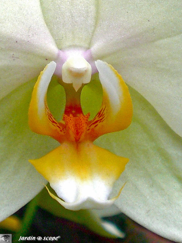 Exposition d'Orchidées 2009