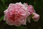 DSC02260