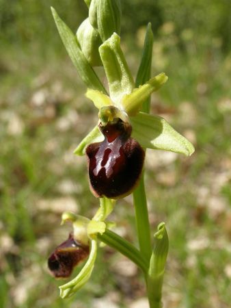 32 Ophrys Araig262_5Talabo-3