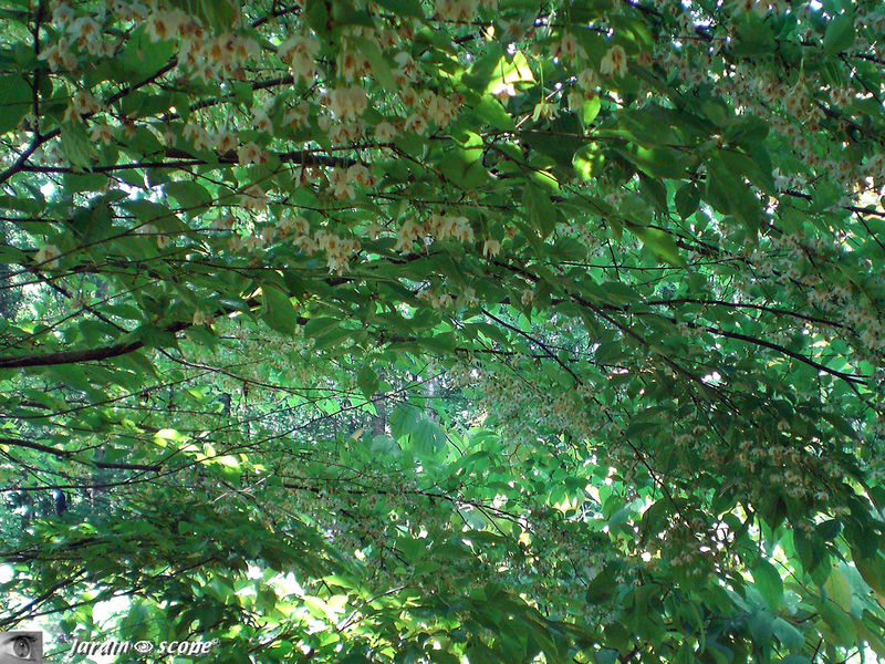 Styrax japonica 'pendula' aux mille et une fleurs